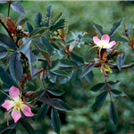 ROSA GLAUCA (Historic) (Species)